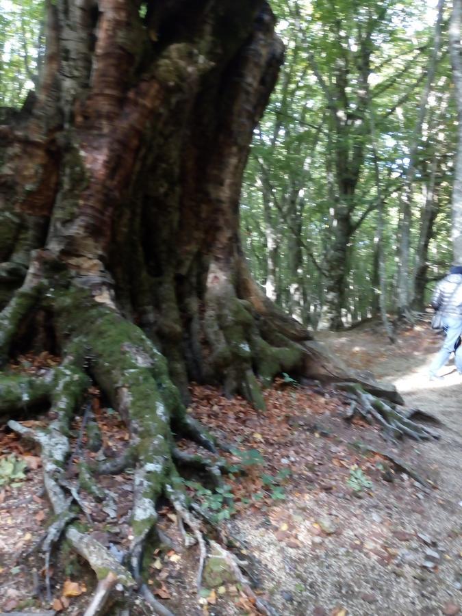 Al Castagno Bed and Breakfast Vico Equense Esterno foto